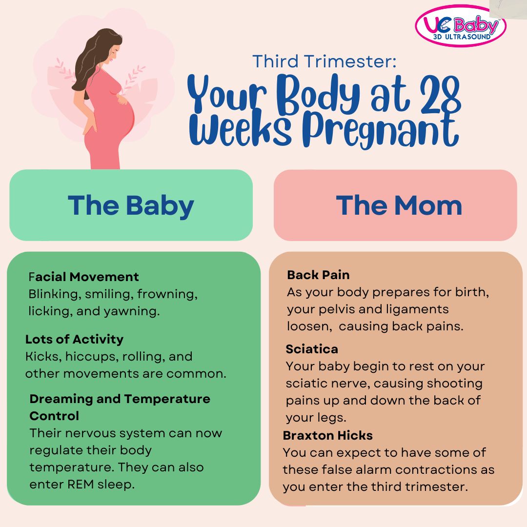 Third Trimester: Your Body at 28 Weeks Pregnant - UC Baby